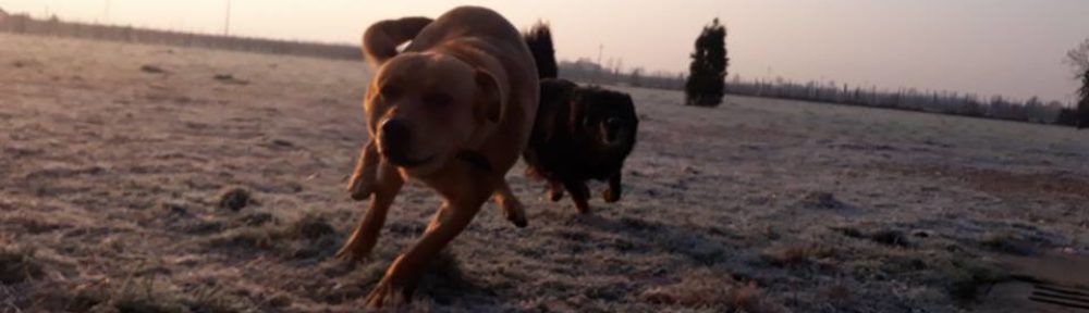 Rifugio fidoamico Onlus cani in corsa