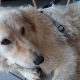teddy in partenza per milano