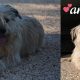 anuska