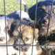 Cuccioli in Fidoamico