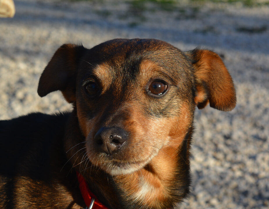 astor