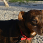 astor